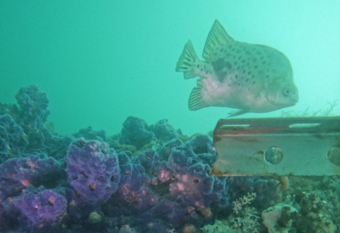搏風浪築綠能　台電離岸一期喜見白海豚與魚群棲息