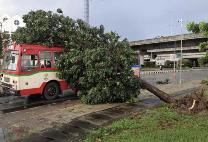 清晨暴雨襲擊曼谷　強風致樹倒車損