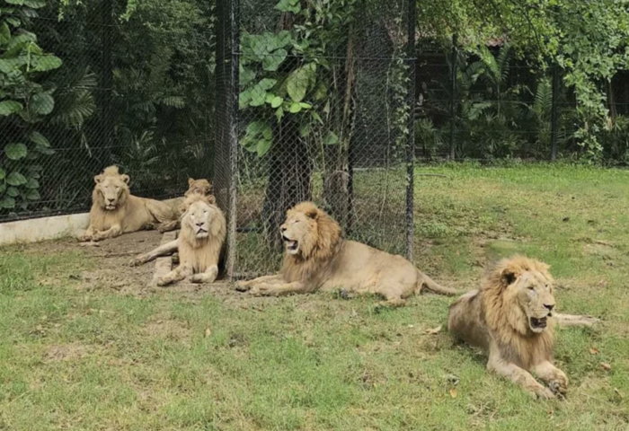 獅區重啟　曼谷野生園恢復營運