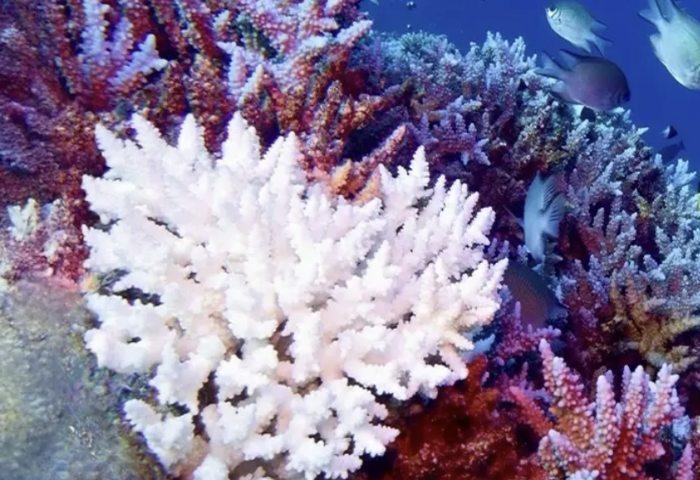 研究示警無法逆轉　COP30前夕呼籲採行急救行動