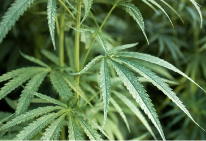 醫用大麻轉型期　專家籲立法控管重建市場信任