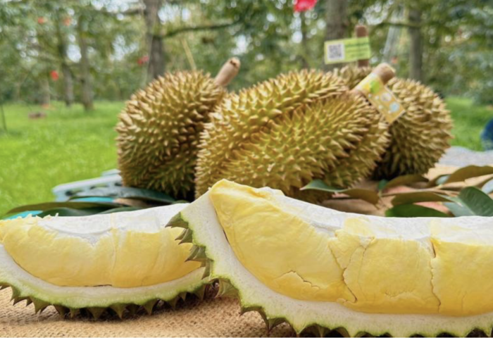 泰國榴槤出口熱　九個月創匯逾225億泰銖