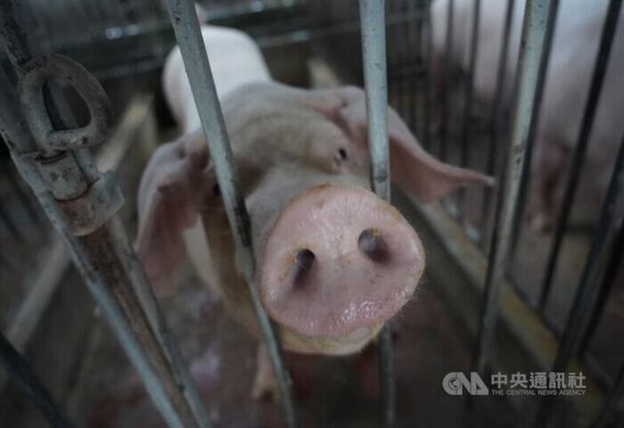 農業部：WOAH容許廚餘養豬　目前未考慮全面禁止
