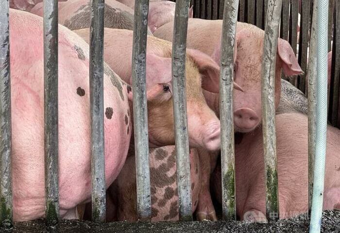 農業部：初步分析　台中非洲豬瘟病毒與越南相似度高