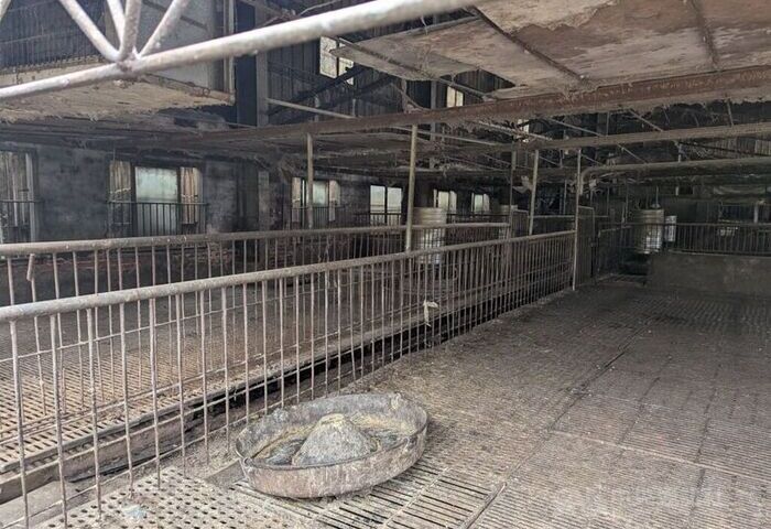 農業部：非洲豬瘟非人畜共通傳染病　無食安問題