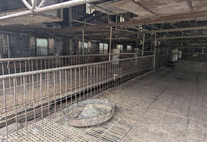 台中非洲豬瘟案疑點多　獸醫佐與特約獸醫師均未到場