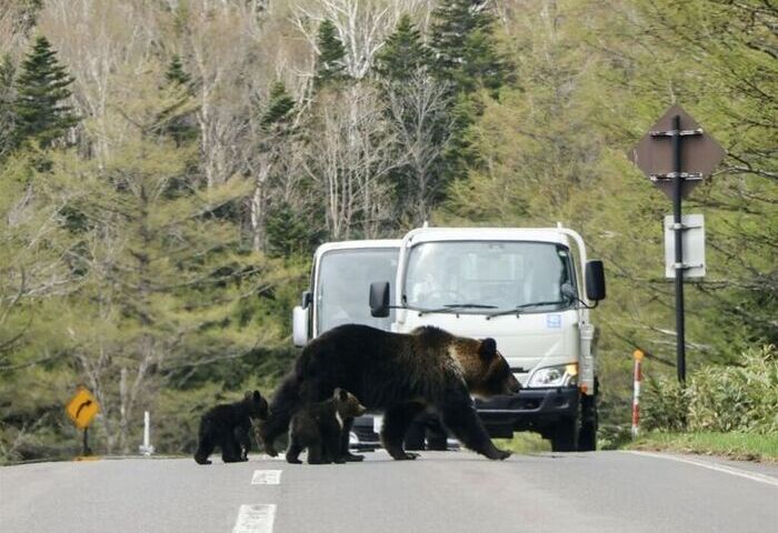 日本熊出沒暴增  秋田縣熊地圖Kumadas使用飆升
