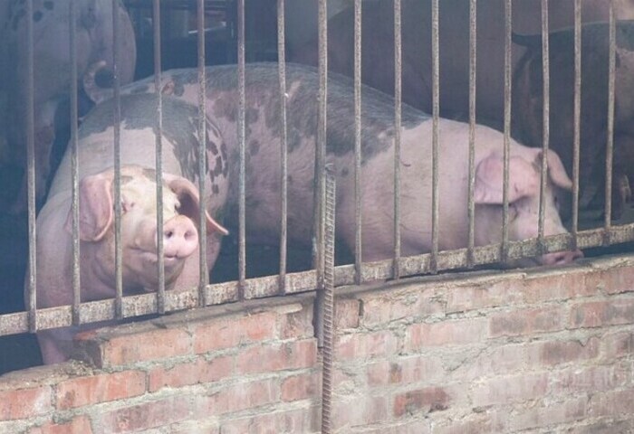 豬肉禁令何時解封　卓榮泰：5日中午開會決定