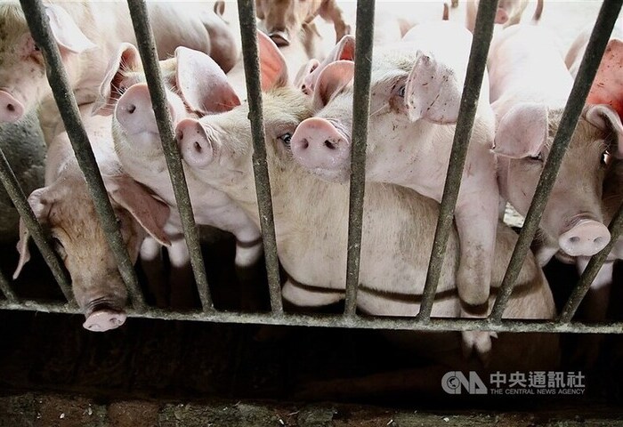 溫體豬肉將恢復供應　卓榮泰指示穩定市場價格