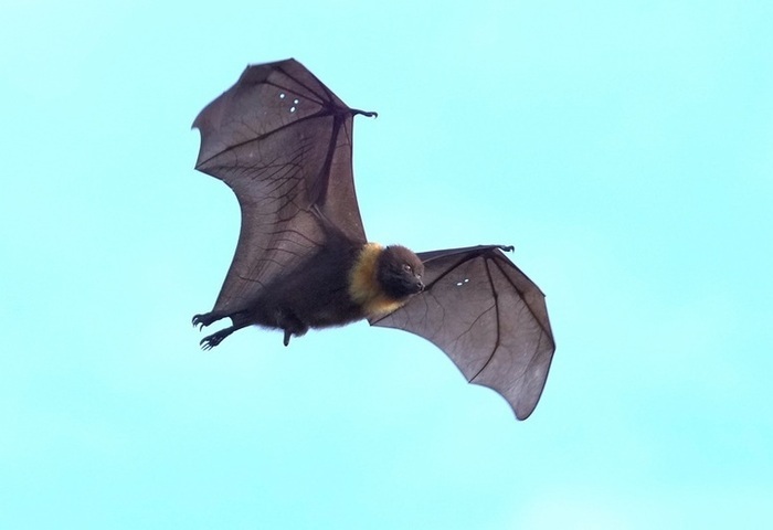 台灣狐蝠穩定出沒花蓮市區　專家監測揭開城市生活