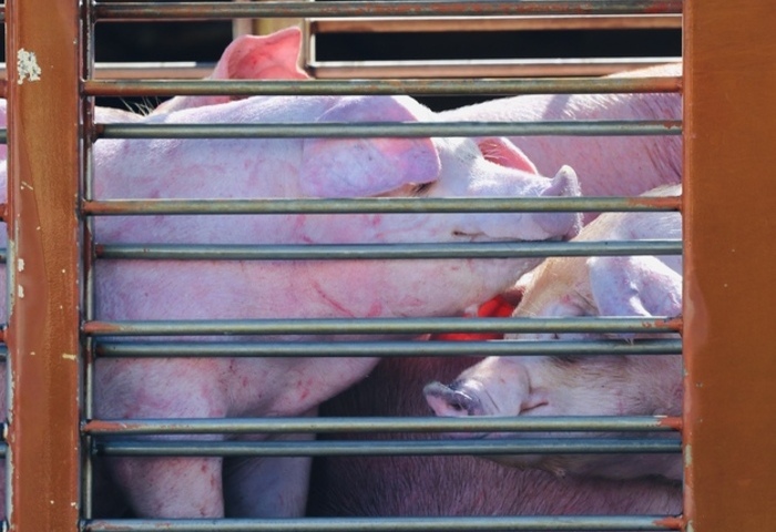 豬肉拍賣禁令今解封  陳駿季：防疫工作仍不鬆懈