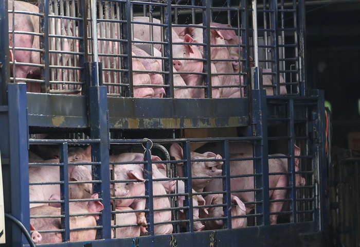 賴總統：政府會全力防疫　請用行動一起支持台灣豬