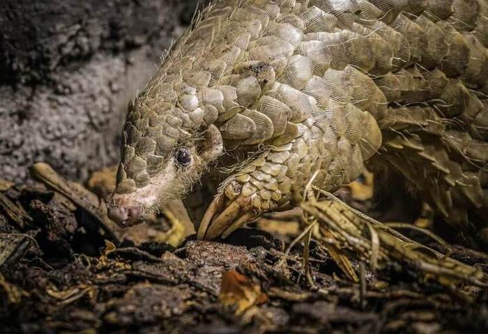 布拉格動物園悼台灣穿山甲離世 稱其占歷史特殊地位