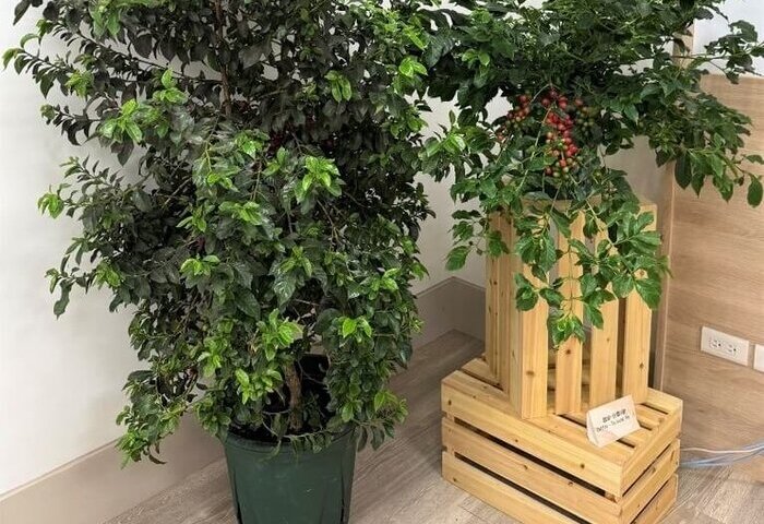 台灣首個本土咖啡品種台農1號 烘焙後達精品等級