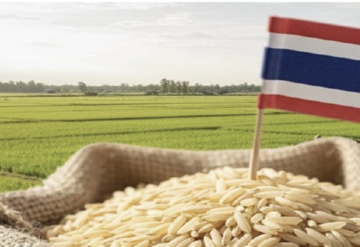 泰稻競力下滑　十四年原地踏步