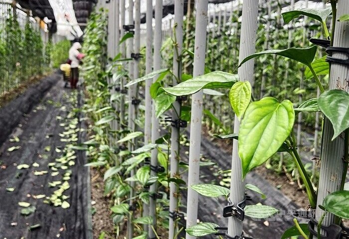 【專題】一片葉串起故鄉情　張育銓翻轉荖葉負面印象