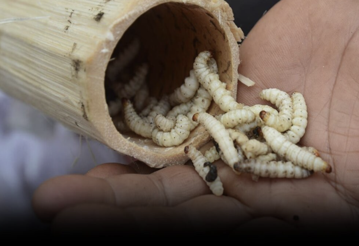 未來菜單亮相　太空任務採昆蟲
