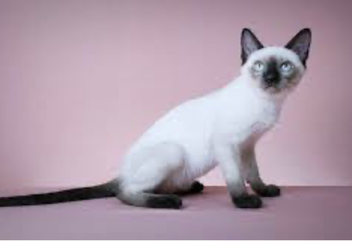 泰國貓列國家象徵 本土品系積極保護