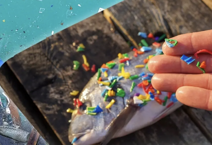 研究示警　海洋生物誤食塑膠少量也恐致命