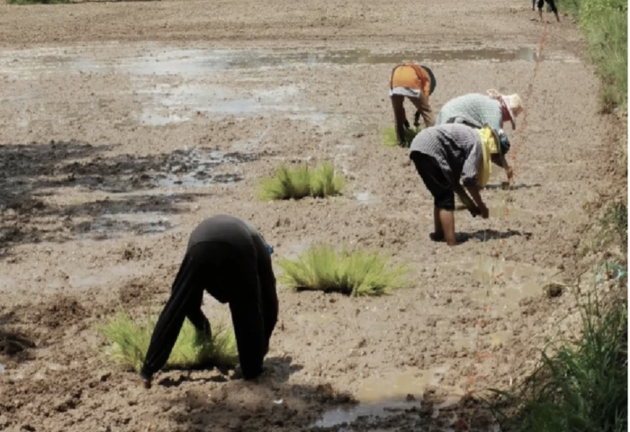 農業升級加速　泰國推動 4.0 佈局連結國際