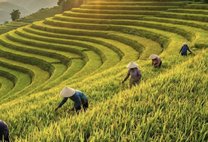 越南低碳稻崛起　七萬噸通過驗證壓縮泰國市占