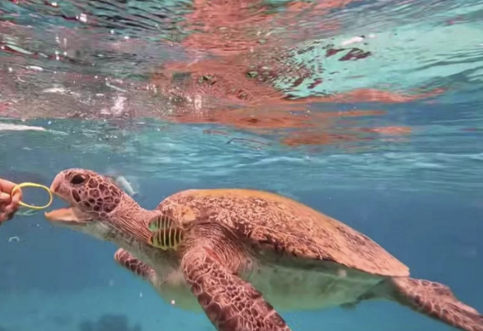 遊客餵海龜腕帶惹議　當局追查涉事人士