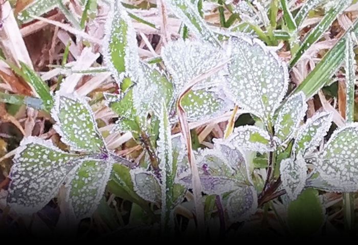 霜凍現蹤　印塔儂山頂氣溫探 0.7 度迎冬季首見