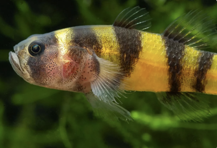 94 年未現身物種現蹤　泰國野外重尋稀有小型淡水魚