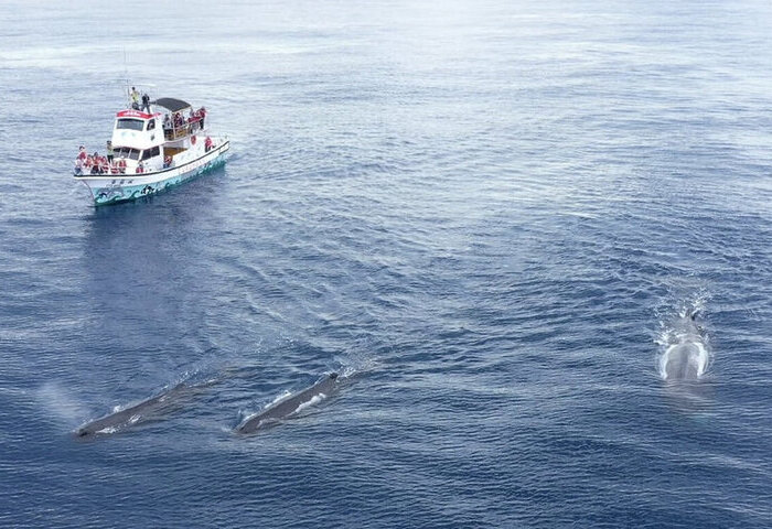 民間團隊觀測東部海域3年　抹香鯨目擊率提升