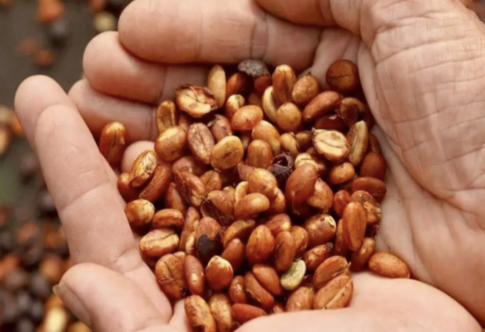 農業部開放進口15.4萬噸咖啡　依AFTA配額執行