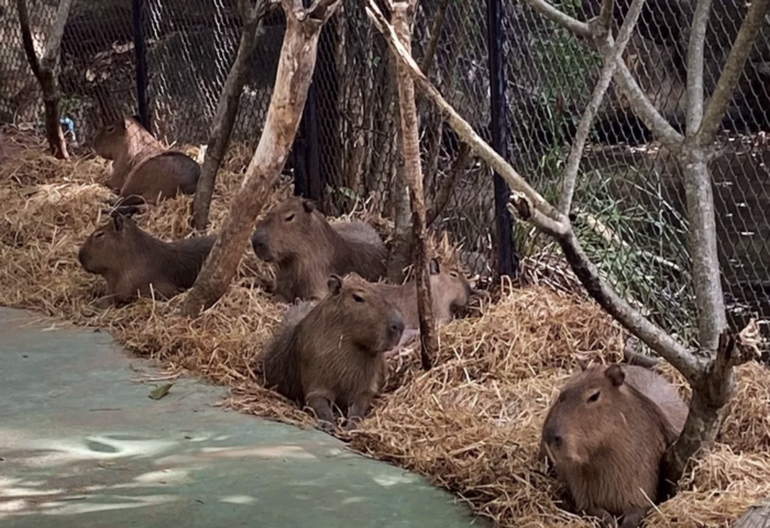 寒流來襲　呵叻動物園以稻草與溫水浴護暖爬蟲