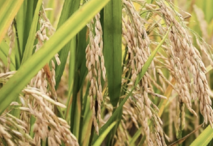 吸納稻穀惹議　TDRI警告出口恐受壓