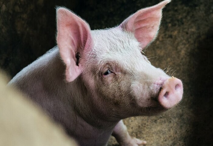 西班牙爆非洲豬瘟　1/3豬肉出口證書遭凍結