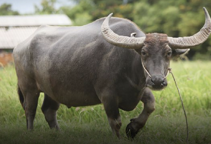 泰國水牛較愚拙？ 動物隱喻各國不同