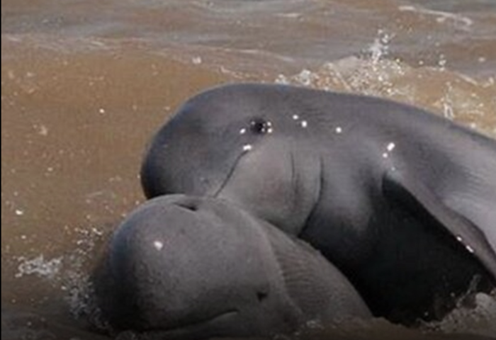 南部水位暴升　政府加強監測伊洛瓦底海豚