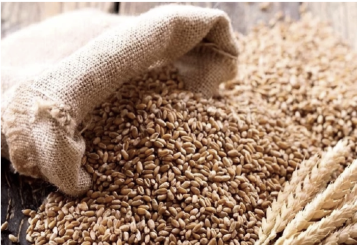 六家水產飼料業獲准增額進口　小麥配額明年上看十三萬噸