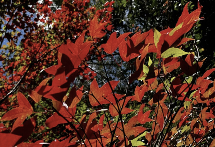  冬季限定美景再現　帕革登楓紅盛放吸引遊客湧入