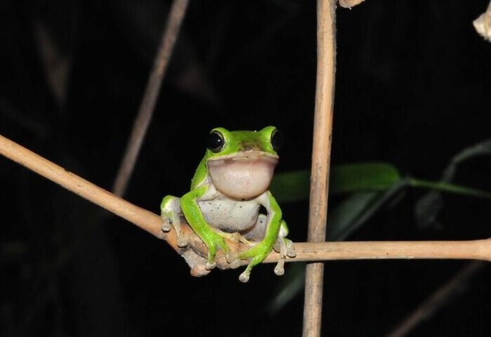 嘉義諸羅樹蛙保育經驗　獲2處國際保育平台刊登
