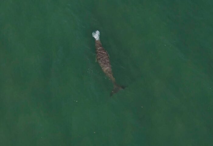 泰海洋生態良好　皮皮島海域發現3儒艮悠泳覓食