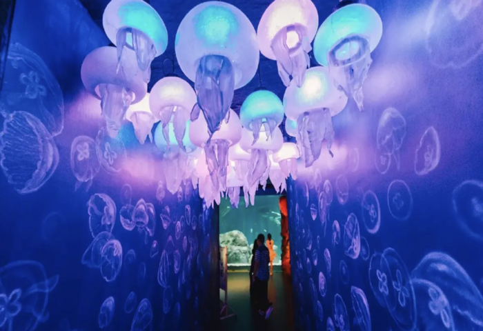 水舞秀亮相　海洋學習中心迎20週年揭新計畫