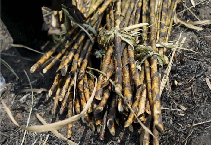 甘蔗價大跌　泰國農民轉作木薯潮加劇
