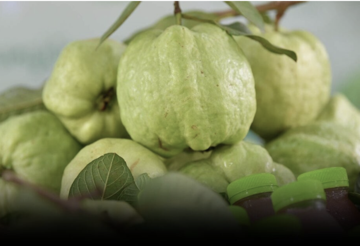 三攀石榴獲GI認證　年創產值3.5億泰銖