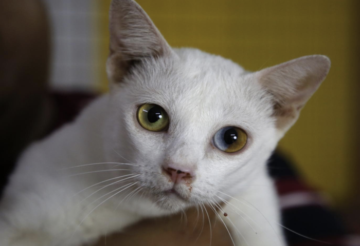 貓市規模快速擴張 泰城市生活亦轉型