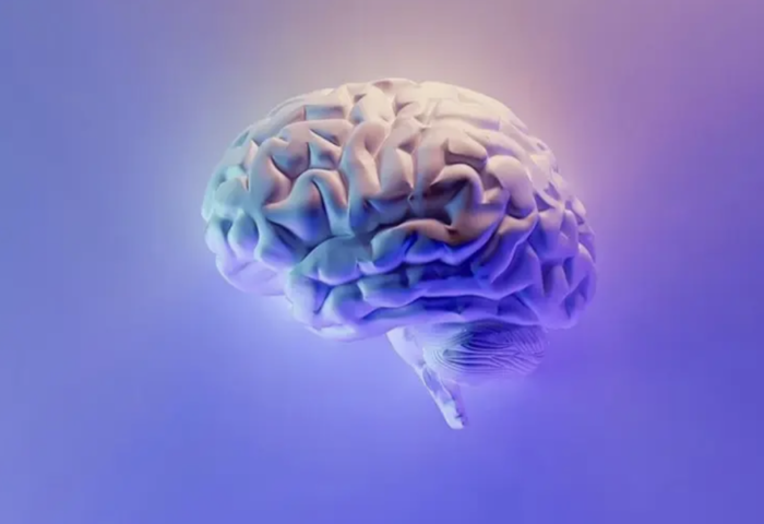 研究揭示腦部成熟延至30歲　解析人生五大腦齡階段