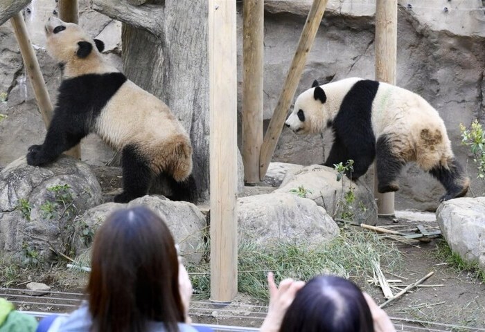 上野動物園大貓熊將返中　日本將告別黑白身影