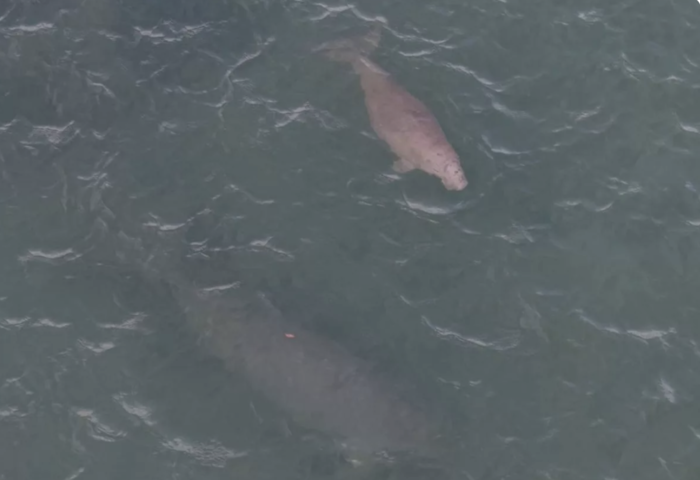 甲米發現儒艮母子同游　海洋生態改善露端倪