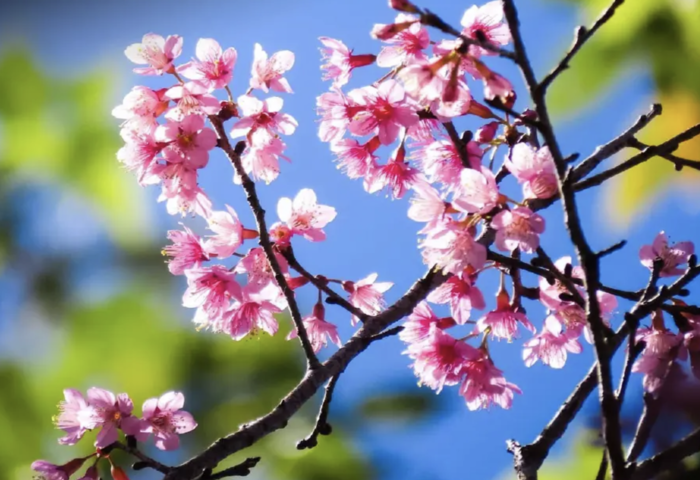 迎寒冬賞粉櫻　泰國朴卡山國家公園花況漸入高峰