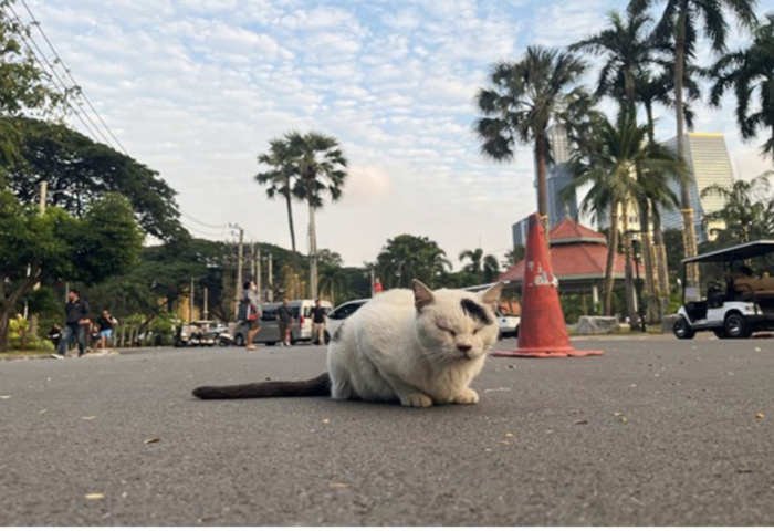 倫披尼公園貓成景　都市綠地添陪伴感