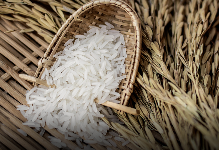 印度稻米產量再創高　泰國價格逆勢走揚