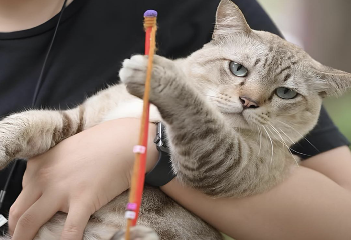 曼谷寵物登記延後　飼主暫免受罰